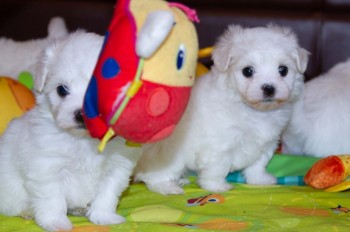 ADOREBLE MALTESE READY FOR ADOPTION.