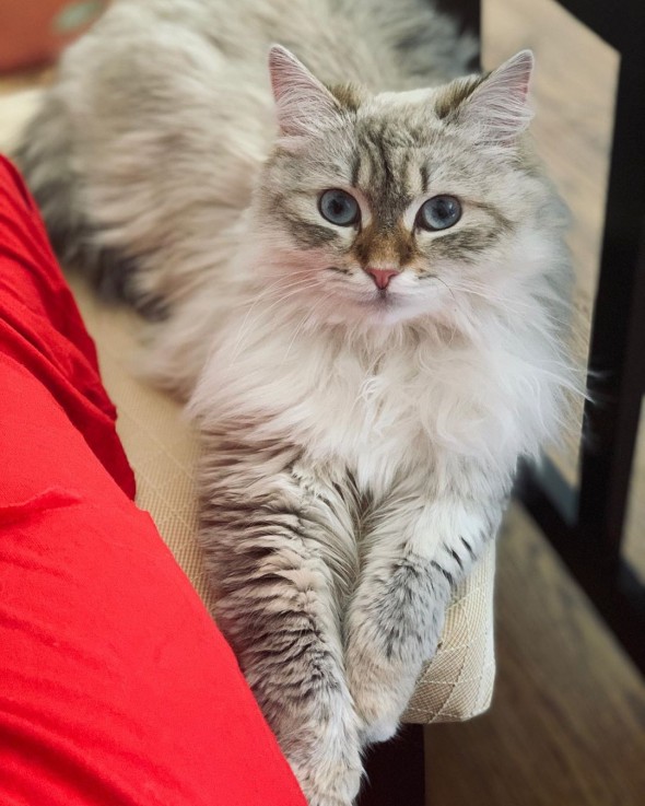 Lovely male and female Siberian kittens 