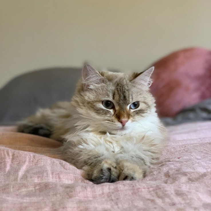 Lovely male and female Siberian kittens 