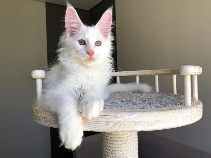 4 Charming Male and female Maine Coon ki