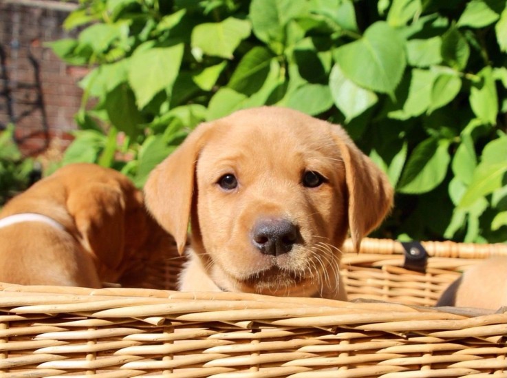 LOVELY LABRADOR READY FOR ADOPTION.