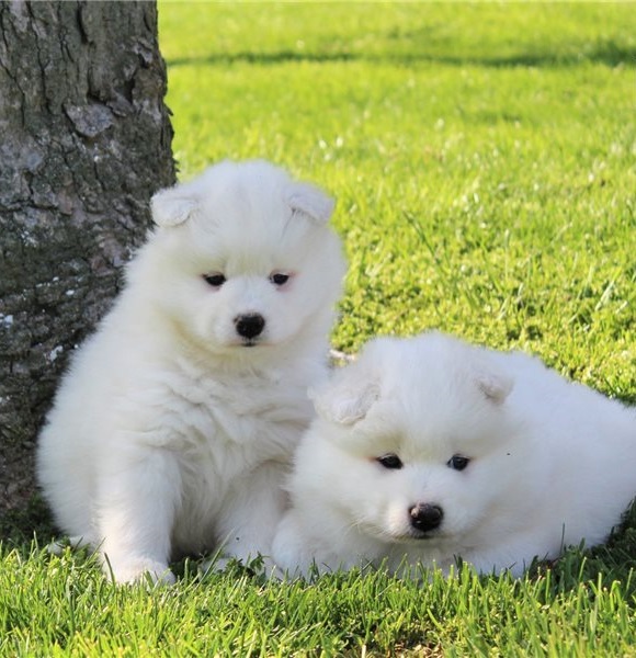 LOVELY SAMOYED READY FOR ADOPTION.