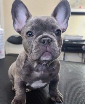 Blue Fawn French Bulldog Puppies .