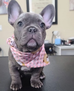 Blue Fawn French Bulldog Puppies .