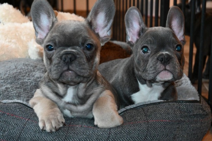 Blue Fawn French Bulldog Puppies .