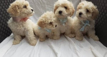 ADOREBLE CAVACHON READY FOR ADOPTION.