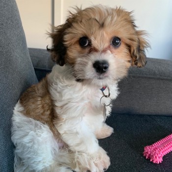 ADOREBLE CAVACHON READY FOR ADOPTION.