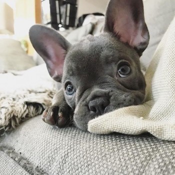 LOVELY FRENCH BULLDOG READY FOR ADOPTION