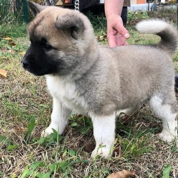 LOVELY AKITA READY FOR ADOPTION.