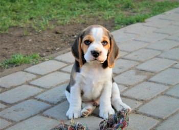 BEAUTIFULL BEAGLE READY FOR ADOPTION. 