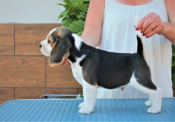 BEAUTIFULL BEAGLE READY FOR ADOPTION. 