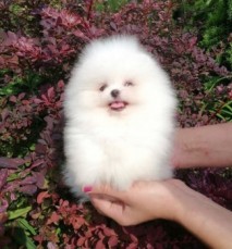 Pomeranian  puppies 