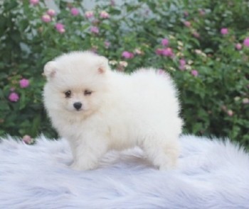 Pomeranian  puppies 