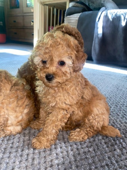 Toy Poodle puppies 