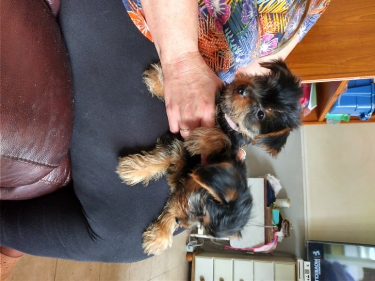 Yorkshire Terrier puppies 