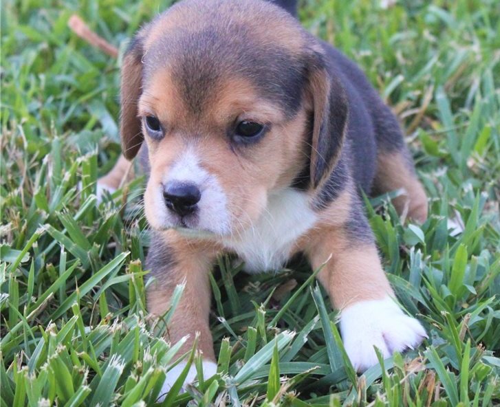 Beagle  puppies 