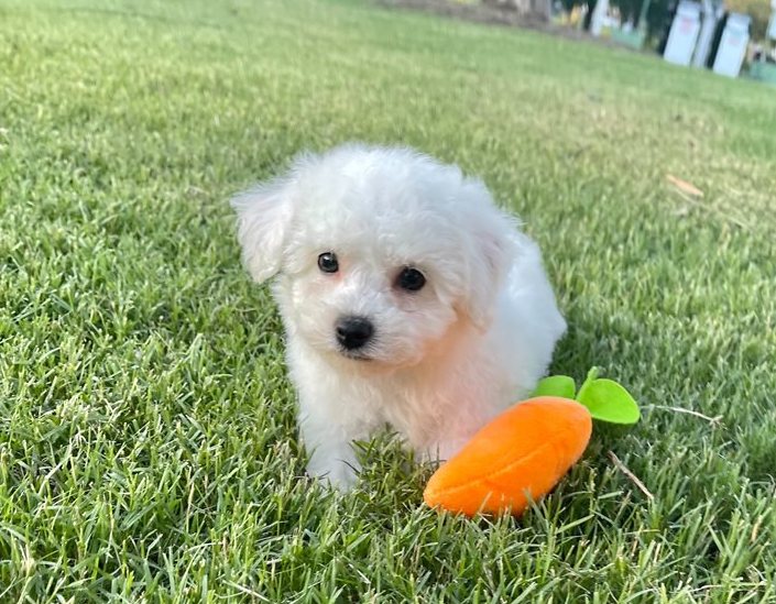  Adorable Bichon Frise puppies 