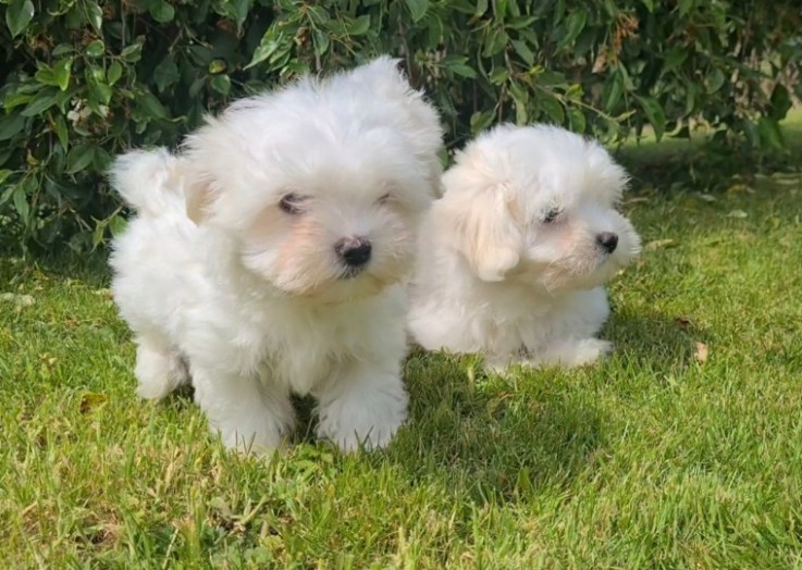 Gorgeous Maltese puppies 