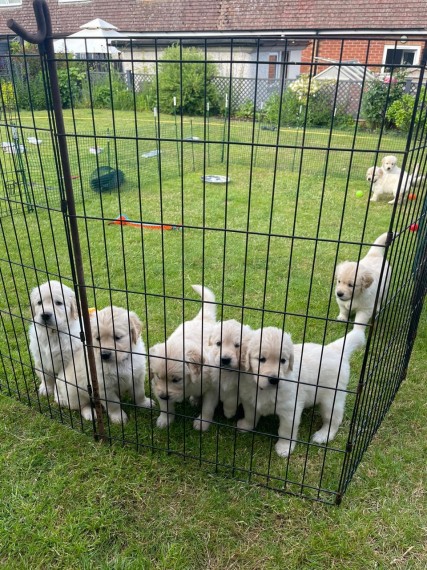 Adorable Golden Retriever