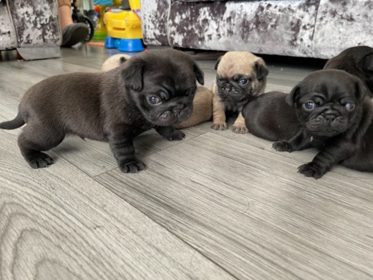  Gorgeous Pug  puppies 