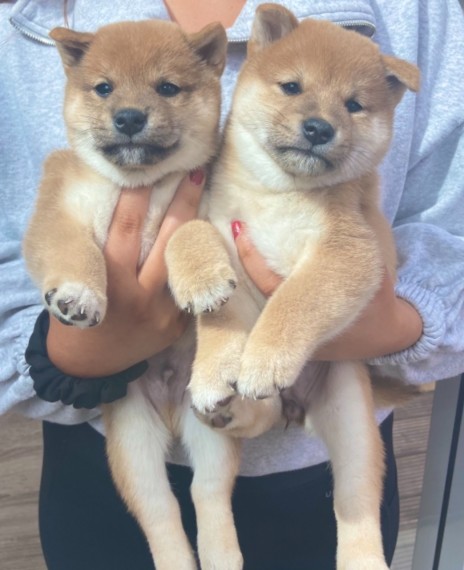  Shiba Inu puppies 