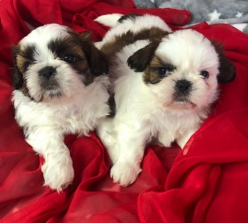 Cute  Shih Tzu Puppies 