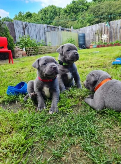 Staffordshire Bull Terrier  puppies 