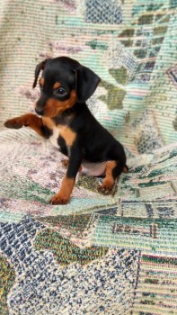 M/F 	Miniature Pinscher Pupies For Sale!