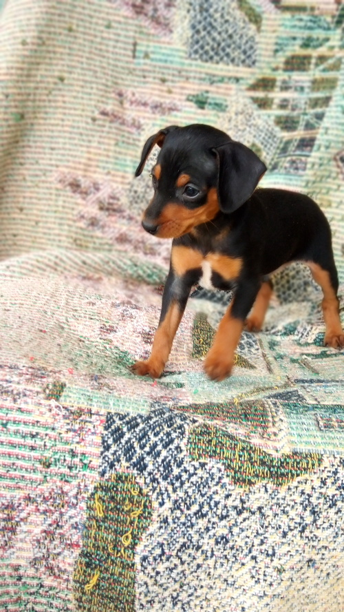 M/F 	Miniature Pinscher Pupies For Sale!