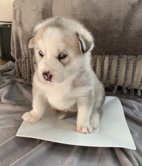 Siberian Husky puppies 