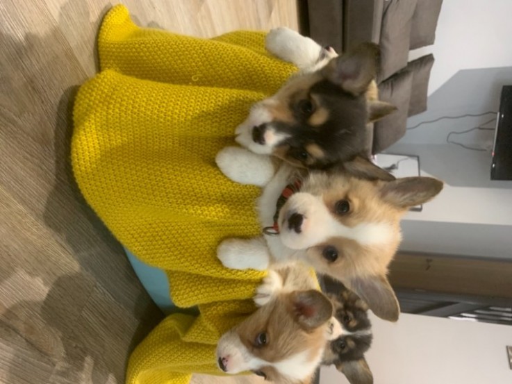 Welsh Corgi Pembroke  puppies 