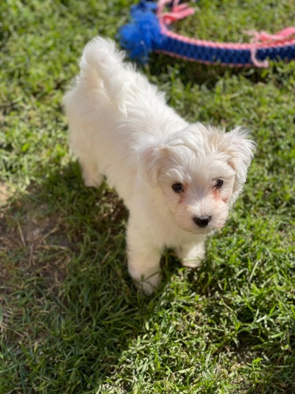 Beautiful Maltipoo Puppies