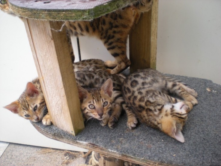 Bengal Kittens