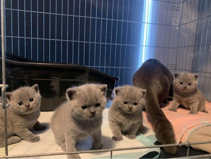 Adorable British Shorthair Kittens