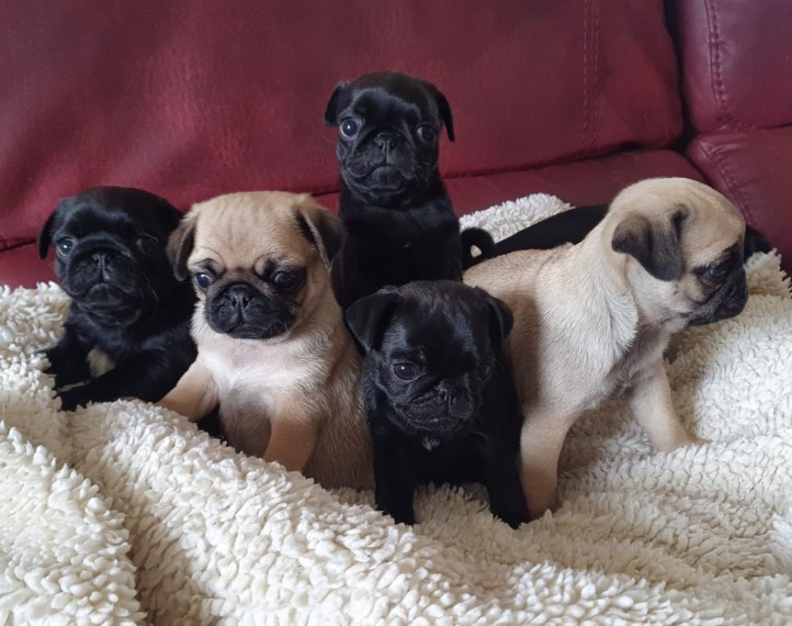 Pug Puppies 