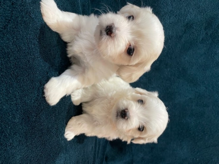 Maltese puppies 