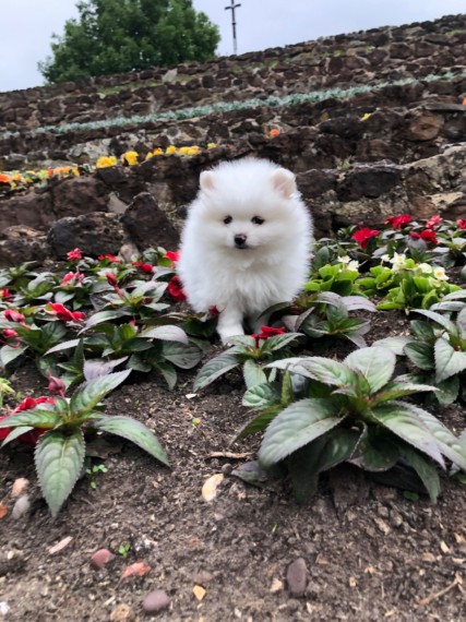 Pomeranian puppies 