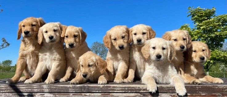 Golden Retriever  puppies 