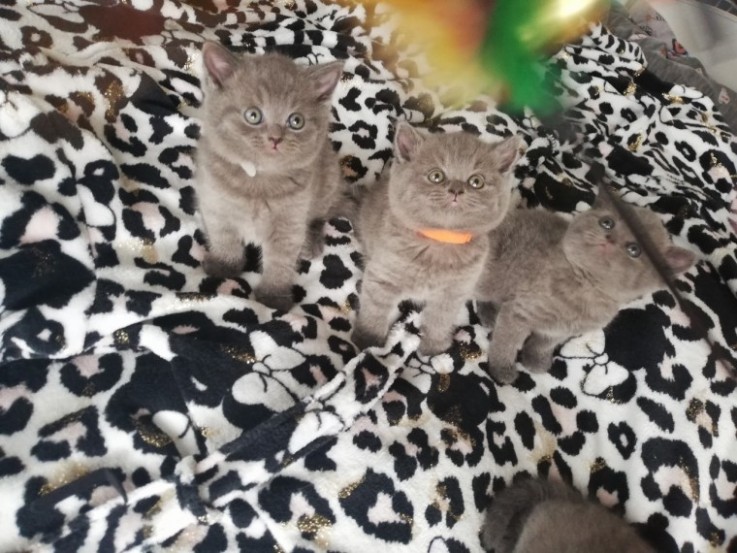 British Shorthair kitten 