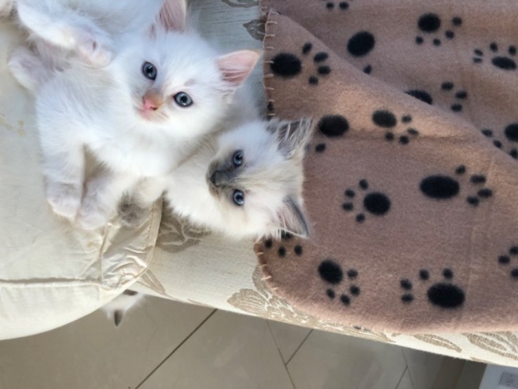 Ragdoll Kittens