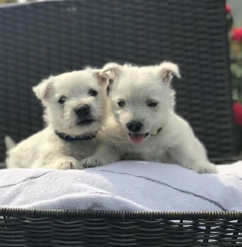 Adorable Westie puppy. 