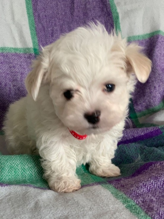 Cute Maltese puppies all ready