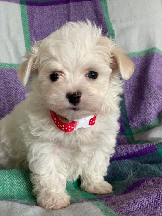 Cute Maltese puppies all ready