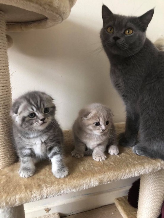 Scottish Fold  kittens - Excellent Blood