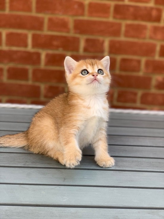 Scottish Fold  kittens - Excellent Blood