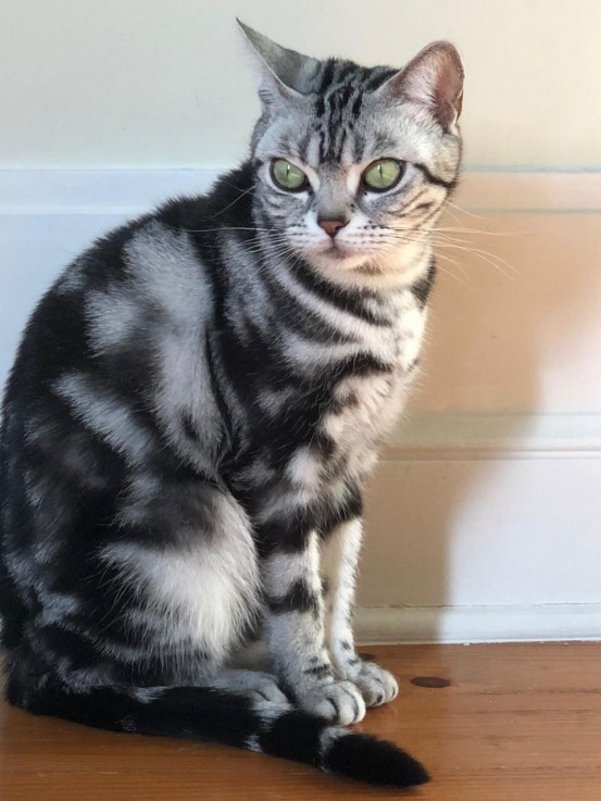 Scottish Fold  kittens - Excellent Blood