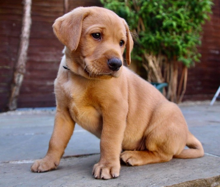 LOVELY LABRADOR READY FOR ADOPTION.