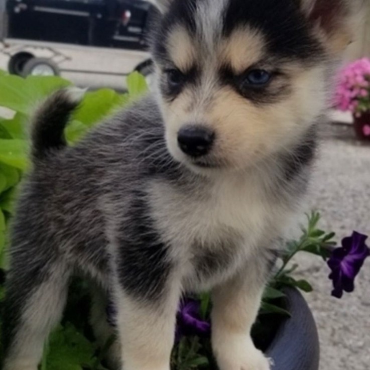 LOVELY POMSKY READY FOR ADOPTION.