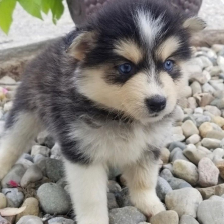 LOVELY POMSKY READY FOR ADOPTION.