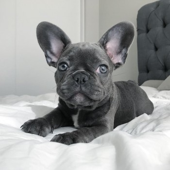 LOVELY FRENCH BULLDOG READY FOR ADOPTION